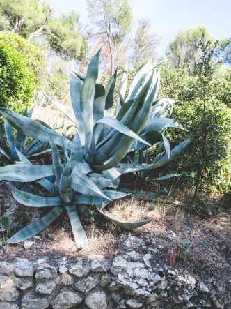 L'Agave est un cactus à l'origine de la Stevia mais aussi d'alcool comme le mezcal ou encore la tequila