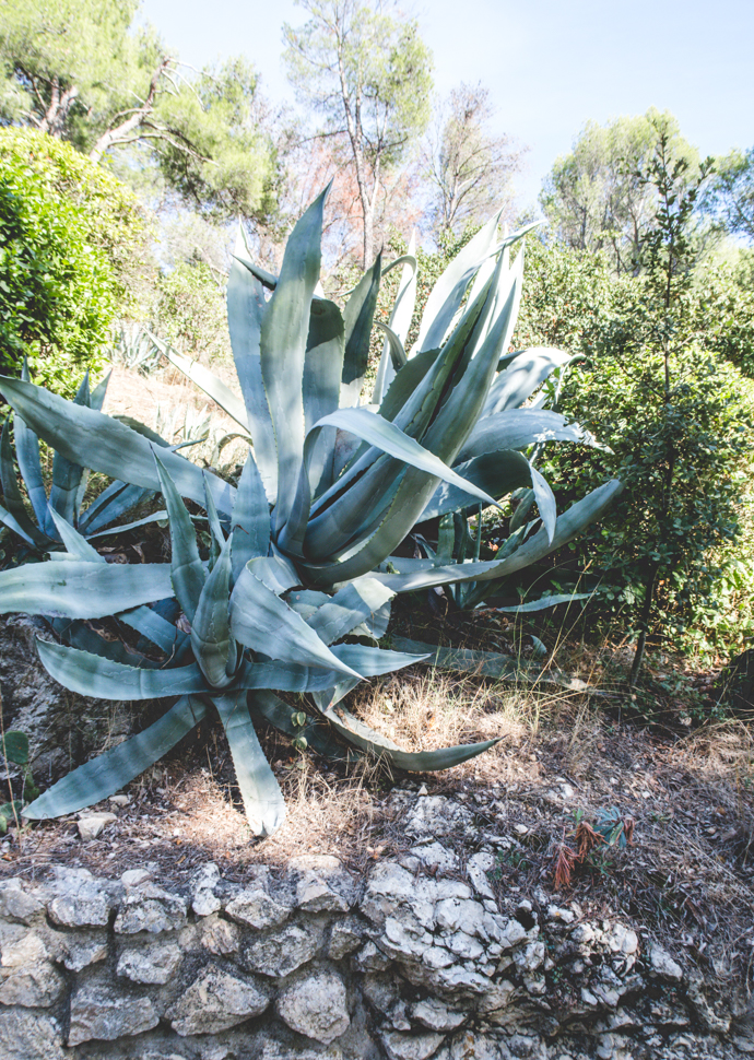 L'Agave est un cactus à l'origine de la Stevia mais aussi d'alcool comme le mezcal ou encore la tequila