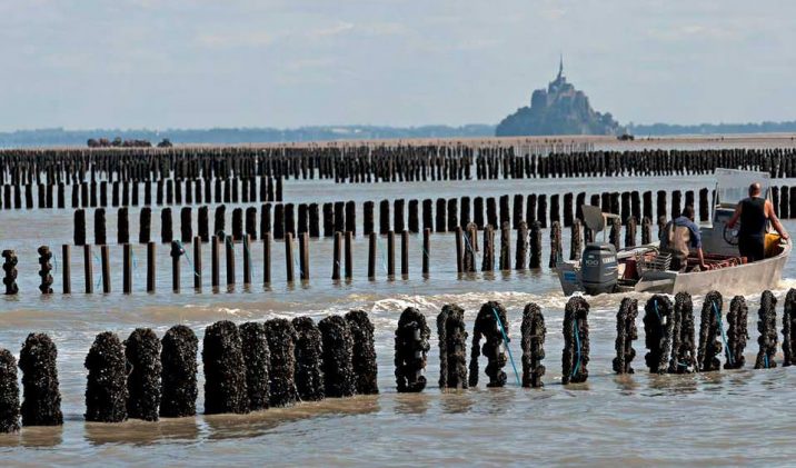 Moules de bouchot de la Baie du Mont Saint Michel - Une Geekette En Cuisine