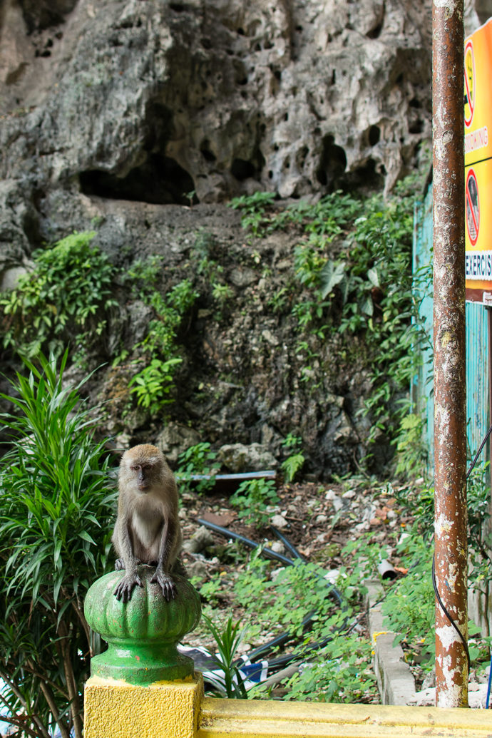 Des singes par centaine, Batu Caves