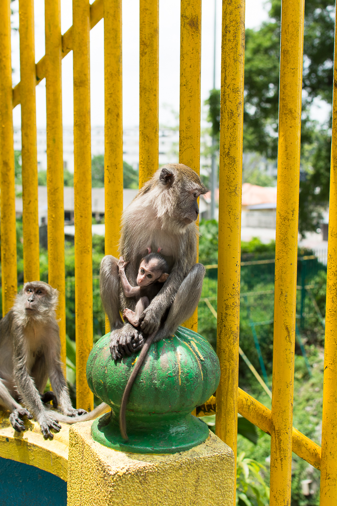 Des singes au temple de Batu, Kuala Lumpur