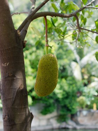 Durian, Batu Caves