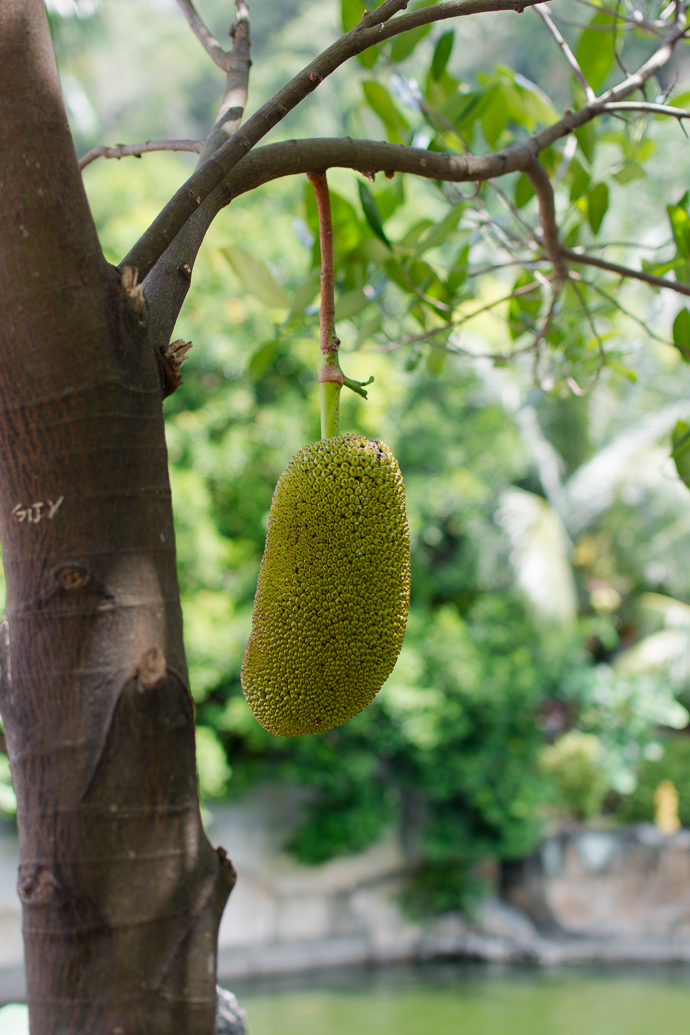 Durian, Batu Caves