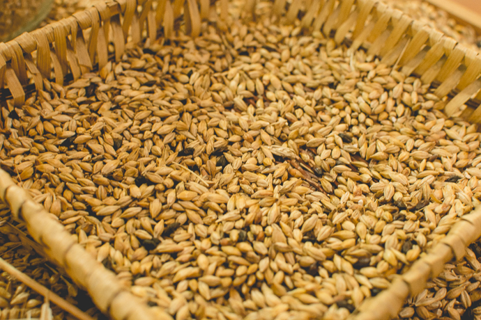 Malt, la base de la production de bière