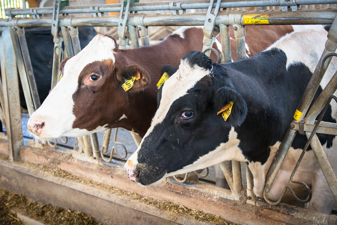 Paire de vaches à la Ferme de Viltain, Paris