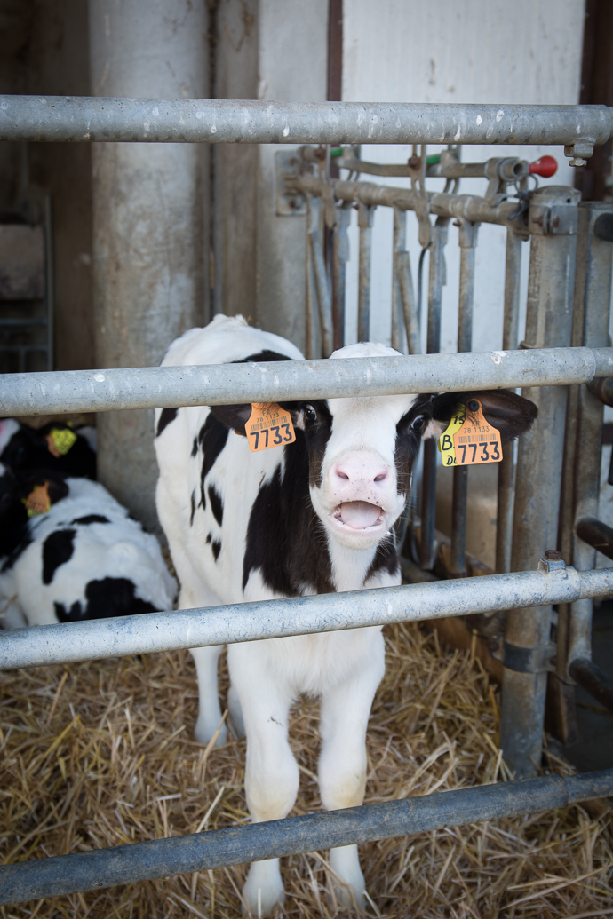 Vache à la Ferme de Viltain, Paris