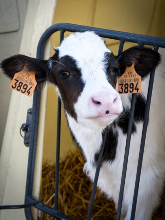 Petit veau à la Ferme de Viltain