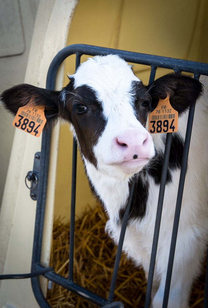 Petit veau à la Ferme de Viltain