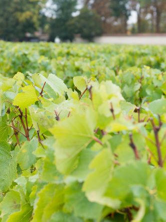 Vignes en champagne