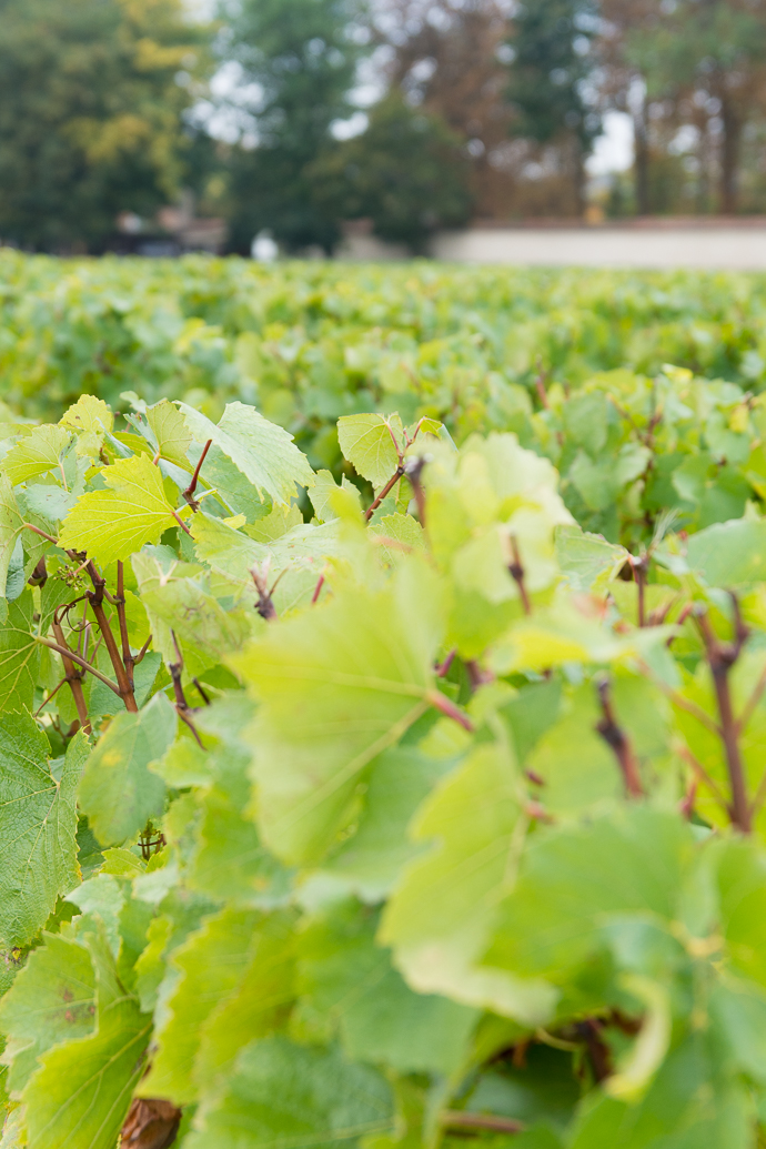 Vignes en champagne