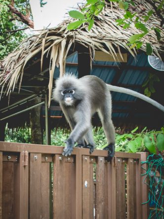 Singe se ballandant dans le Spice Garden, Penang, Malaisie