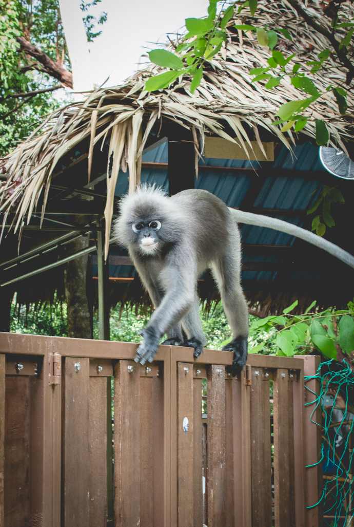 Singe se ballandant dans le Spice Garden, Penang, Malaisie