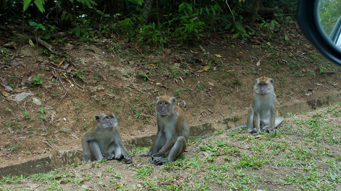 Des singes, en Malaisie à Langkawi