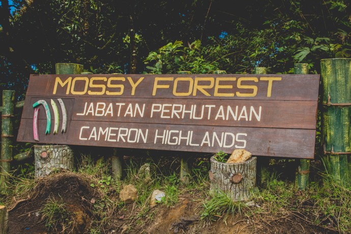 Mossy Forest, Jabatan Perhutanan, Province de Cameron Highlands, Malaisie