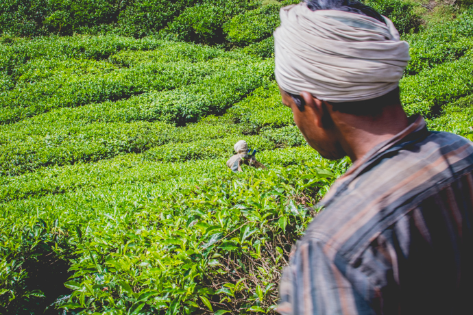 Province de Cameron Highlands, Malaisie, plantation de thé et récolte