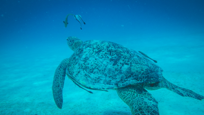 Tortue dans la mer de Chine aux Perenthians, Malaisie