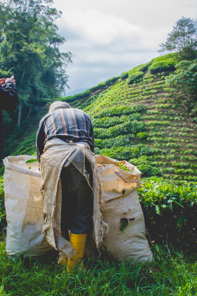 Récolte de thé dans la Province des Cameron Highlands, Malaisie