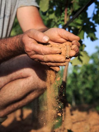 domaine Figuière : le terroir