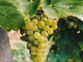 grappe de raisin de la région de Mâcon - vinification de nos terroirs français