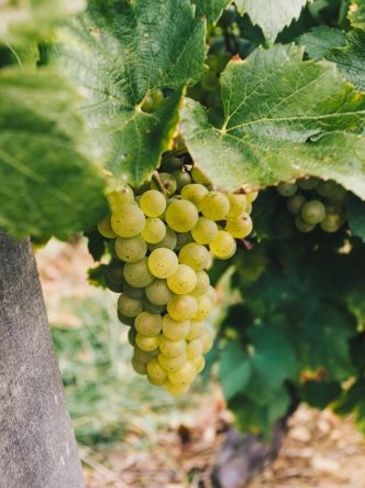 grappe de raisin de la région de Mâcon - vinification de nos terroirs français