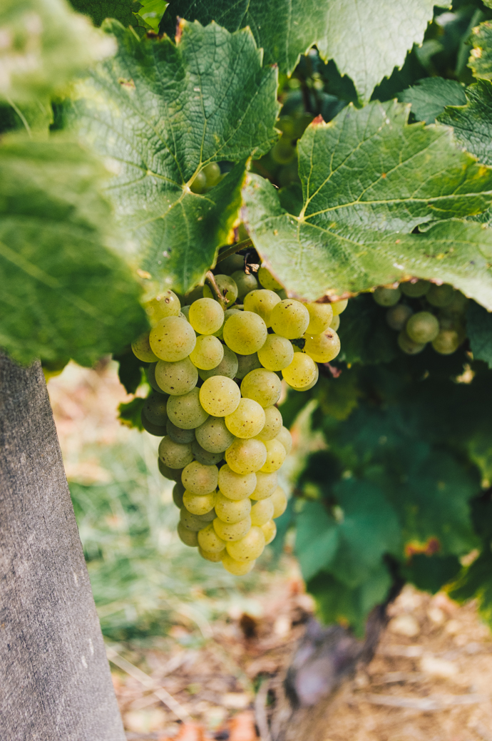 grappe de raisin de la région de Mâcon - vinification de nos terroirs français