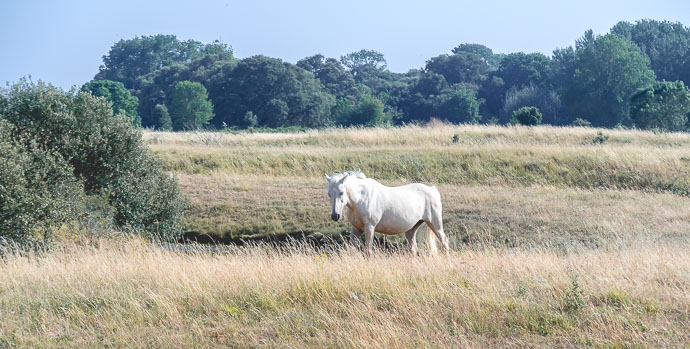 Cheval dans les Salines de Millanc - Nantes - Muscadet