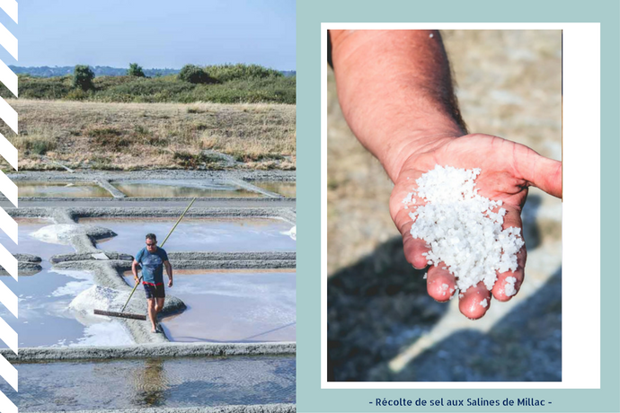 L'or blanc : à la découverte du sel des Salines de Millac - Muscadet