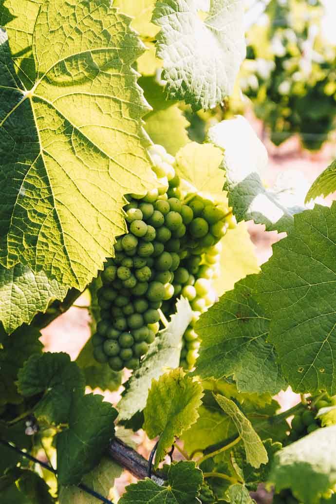 Ballade dans les vignes du Muscadet, à la découverte du Melon de Bourgogne