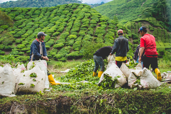 Travailleurs dans des champs de thé à la Boh Tea Estate, Cameron Highlands, Malaisie