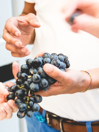 François Combard - Domaine Figuière au début des vendanges