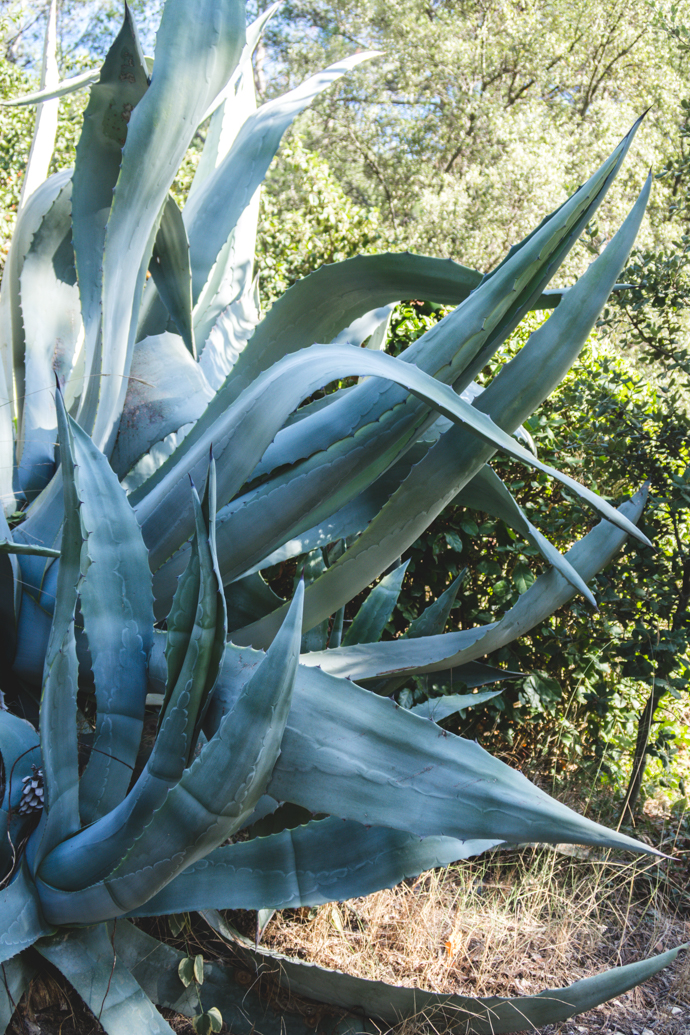 Aloe Vera géant dans le Domaine Dalmeran, Baux de Provence