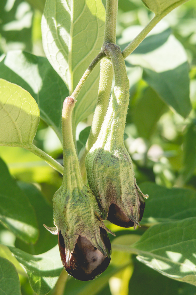 Aubergines dans un potager en biodynamie