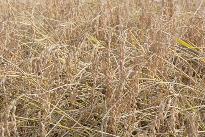 Champ de riz de Camargue