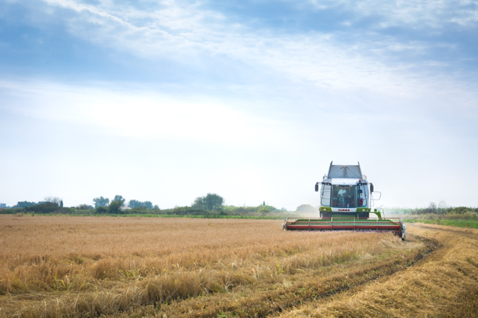 Récolte et Moisson du Riz de Camargue