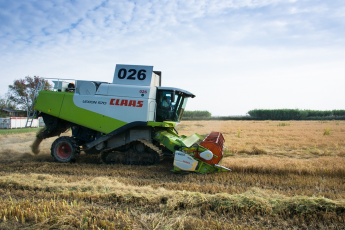 Récolte du Riz IGP de Camargue à la moissonneuse batteuse