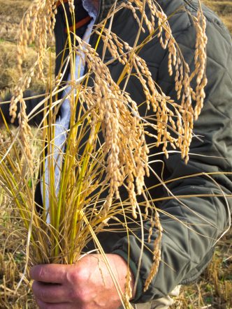 Tout savoir sur l'IGP de Camargue