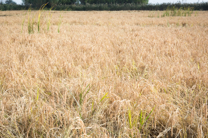 De la culture à la récolte, tout savoir sur le Riz de Camargue "Made in France"