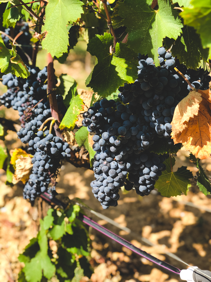 Plant de vigne de raisin rouge