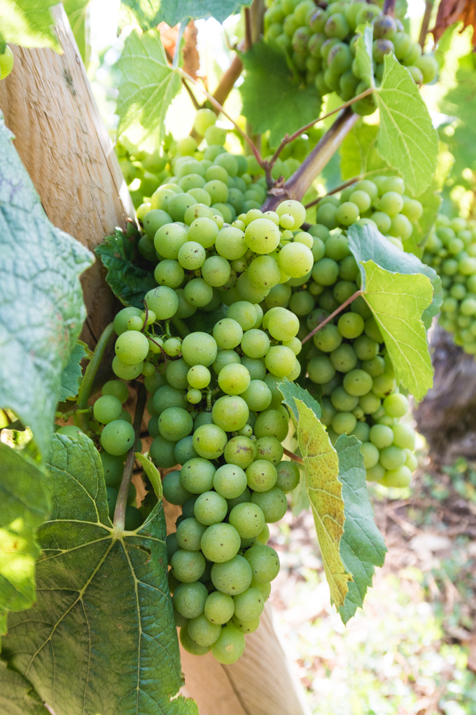 Vignes de raisins blancs