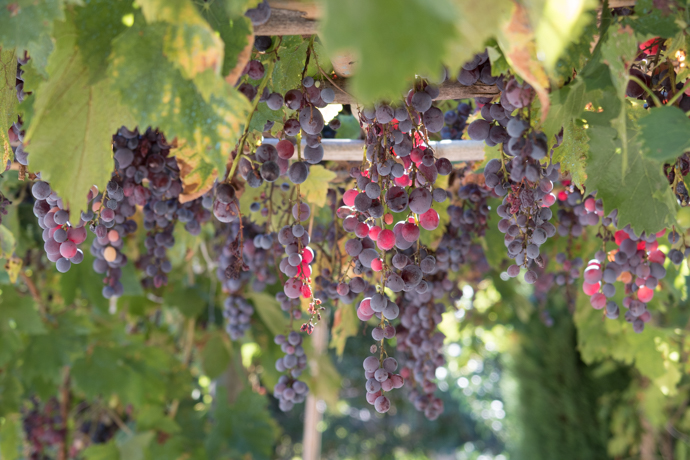 Vignes rouges suspendues