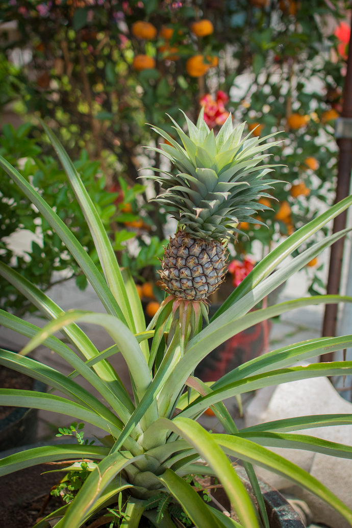 Ananas, Kek Lok Si Temple, Penang, Malaisie