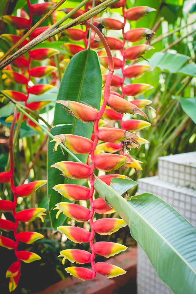 Plantes tropicales, Kek Lok Si Temple, Penang, Malaisie