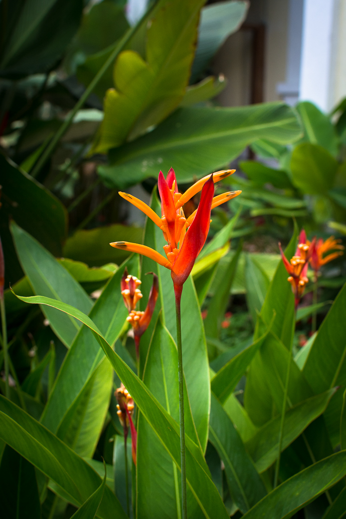 Fleurs tropicales, Kek Lok Si Temple, Penang, Malaisie