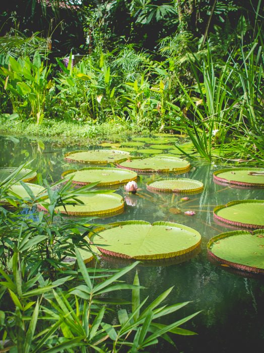 Nénuphars du Tropical Spice Garden, Penang, Malaisie