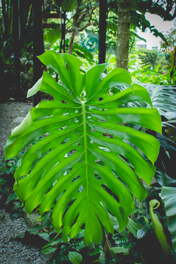 Monstera Magnifica, Tropical Spice Garden, Penang, Malaisie