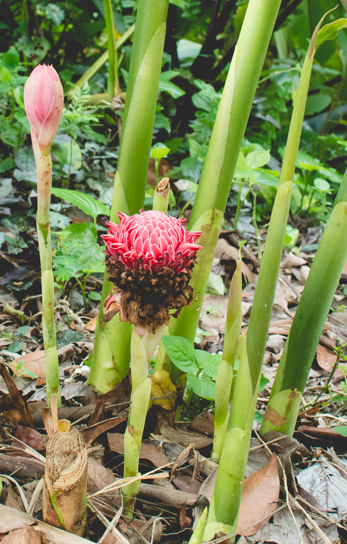 Tropical Spice Garden, Penang, Malaisie, fleur tropicale