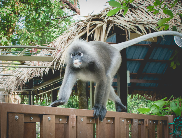 Singe rieur à la crinière blanche, Tropical Spice Garden, Penang, Malaisie