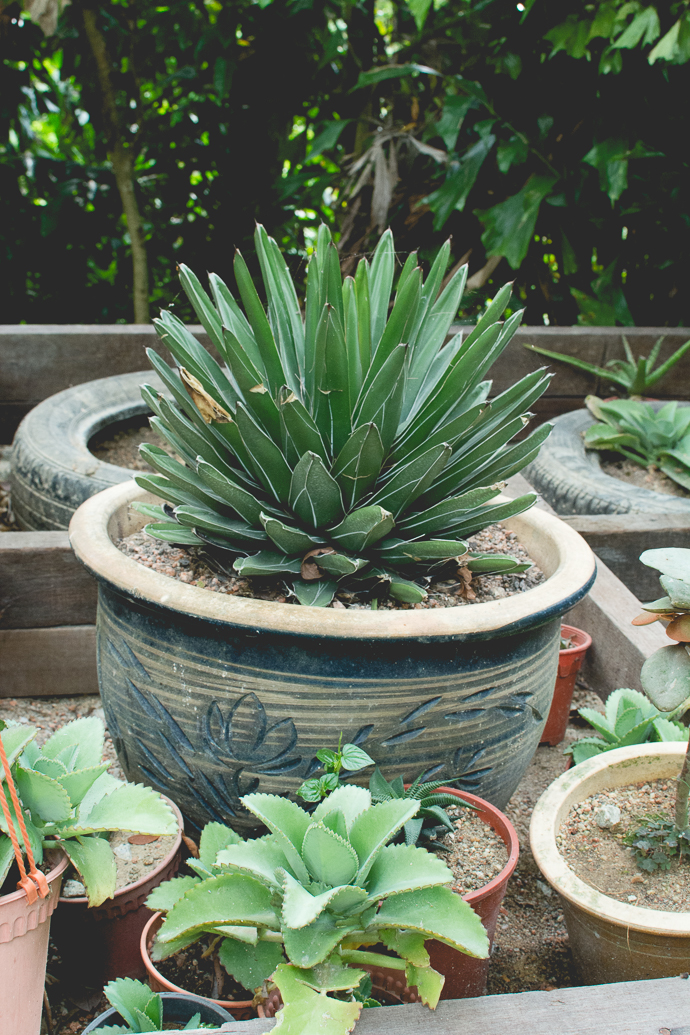 Succulentes en pot, Tropical Spice Garden, Penang, Malaisie