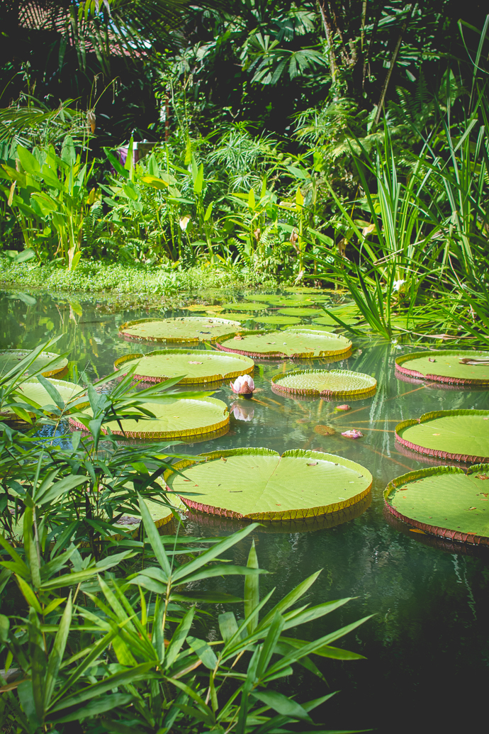 Nénuphars du Tropical Spice Garden, Penang, Malaisie