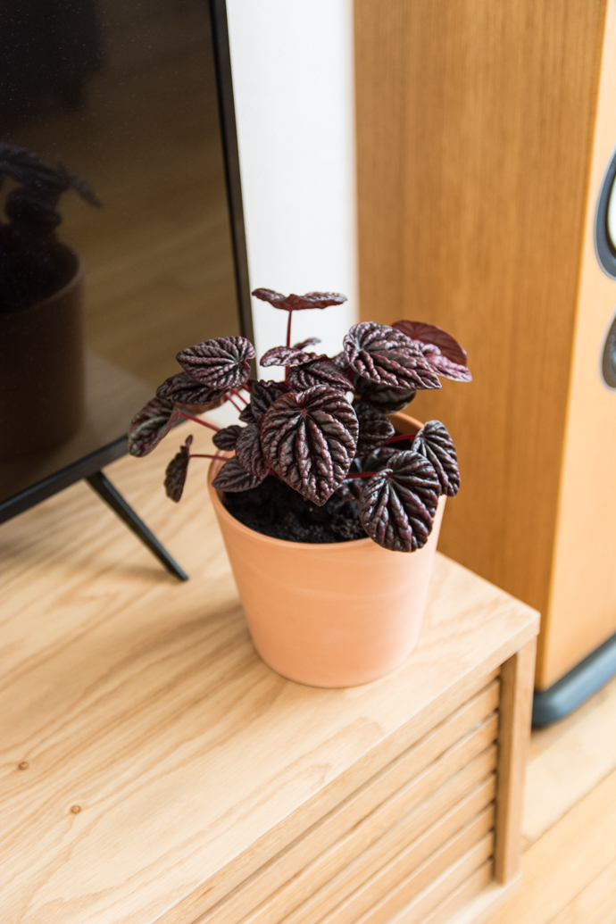 Pperomia Caperata rouge - une plante tropicale facile d'entretien
